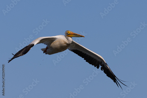American white pelican flying, seen in the wild in North California © ranchorunner