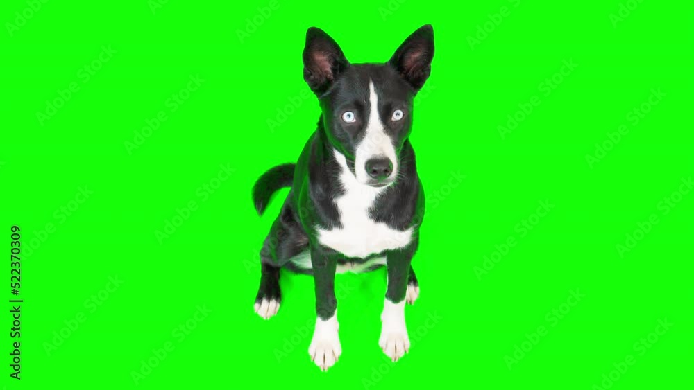 4k black and white mixed breed dog on green screen isolated with chroma key. Dog sitting down and looking around
