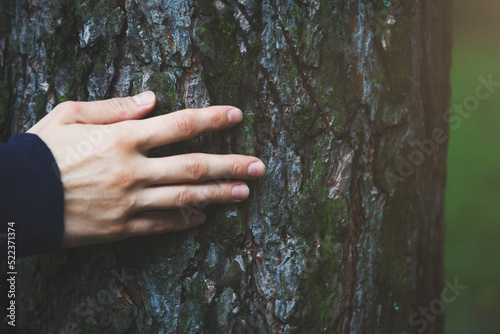 Young woman hand touching old tree bark, protect and love nature concept, forest background © zakalinka