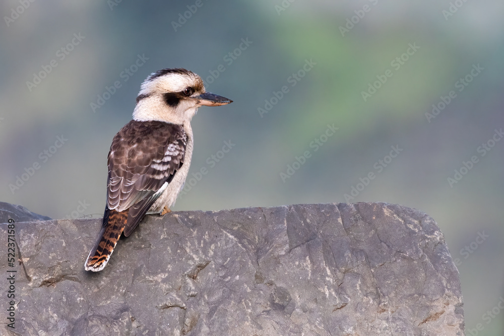 Fototapeta premium Kookaburra perched on a rock, NSW