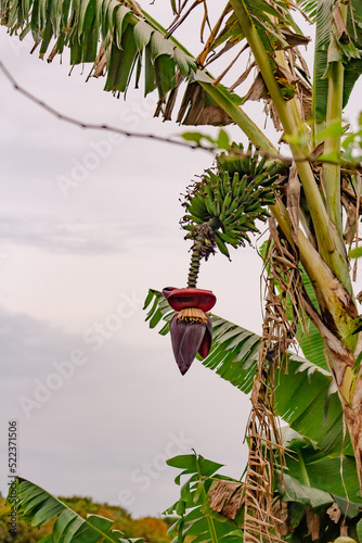 flor da bananeira photo