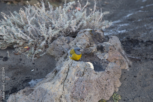 Bird called patagonic comesebo (phrygilus gally) jumping on volcanic rock feeding on a piece of bread thrown by a tourist in patagonia photo