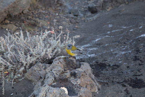 Bird called patagonic comesebo (phrygilus gally) jumping on volcanic rock feeding on a piece of bread thrown by a tourist in patagonia photo