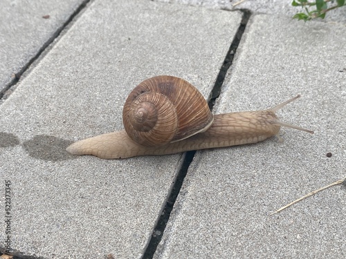 Snail on the road
