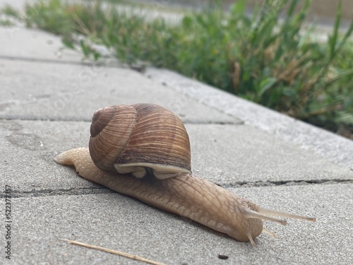 Snail on the beach