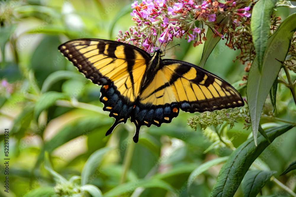 Fototapeta premium butterfly on a flower
