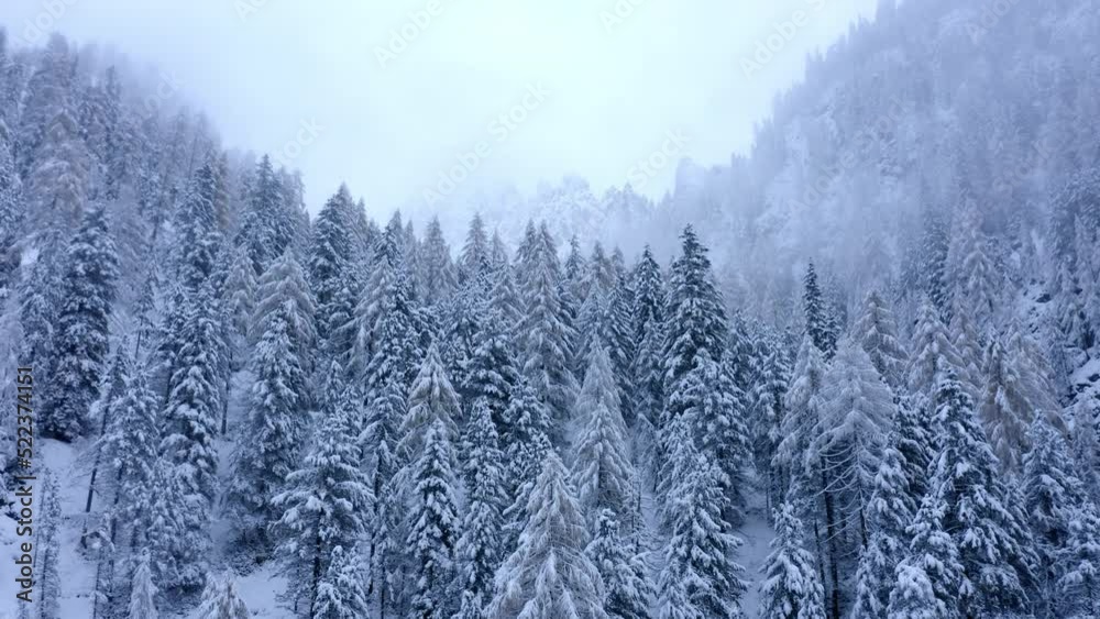 Aerial Forward Shot Of Frozen Tall Trees In Forest - Val Gardena, Italy
