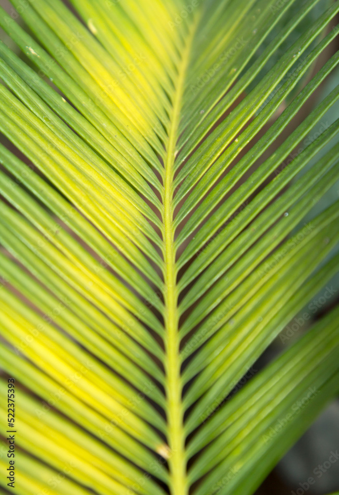 cycad - with small green leaves, is a plant that has a tuber and roots in the ground. It has pointed but beautiful leaves. It is planted for decorating the garden to be as beautiful as nature created.