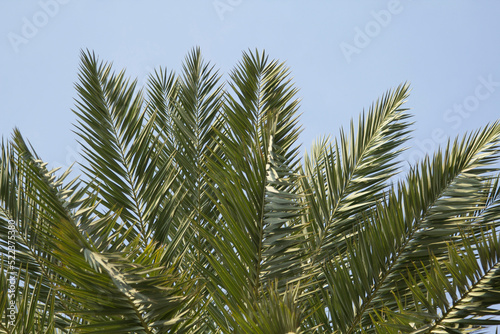 Leaves of palm trees are blowing in the summer breeze. In the evening, the atmosphere is shady and romantic, allowing you to see the delicate nature of the palm trees.