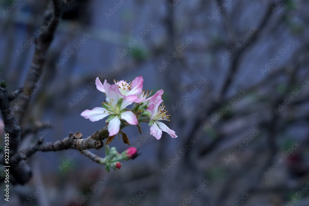 Flowers from the apple trees in the garden Flowers from the apple trees in the garden