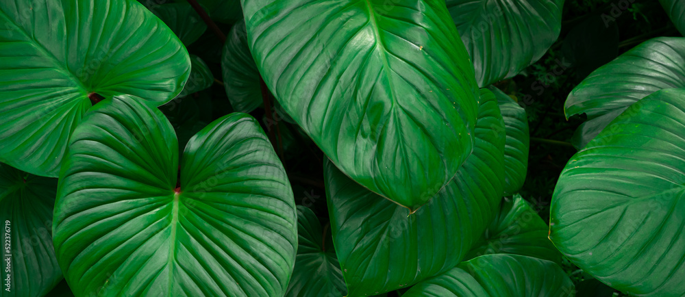 Closeup nature view of tropical green monstera leaf background. Flat lay, fresh wallpaper banner concept