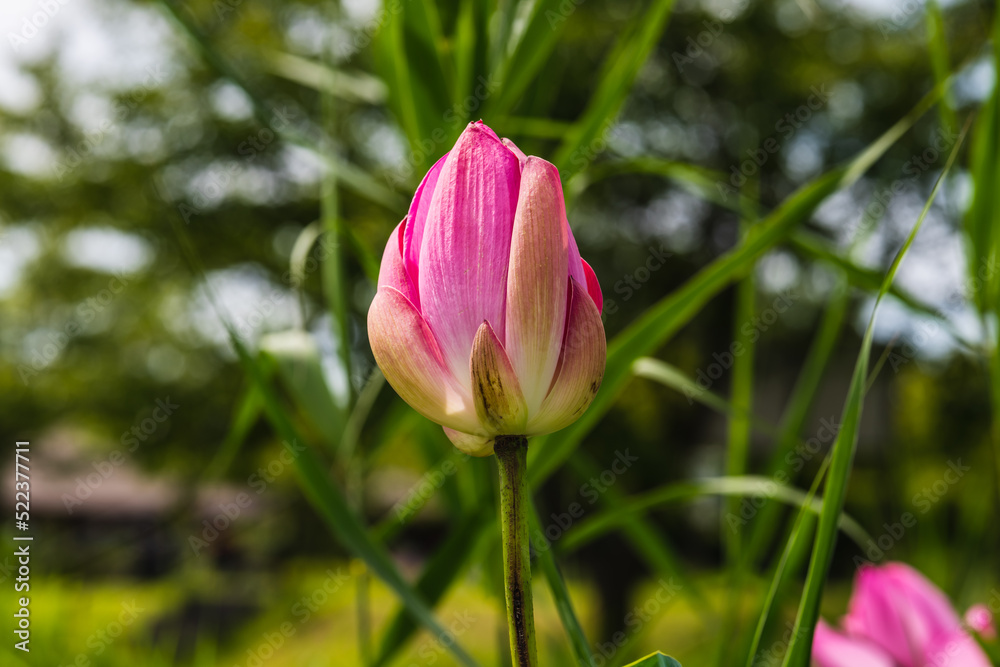 蓮田の蓮の花