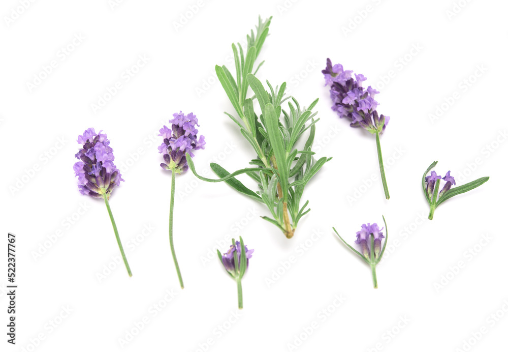 Lavender sprig flowering isolated on white background. Aromatic evergreen shrub. selective focus