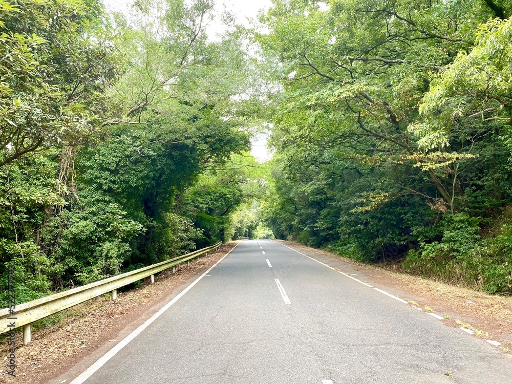 【緑のトンネル】夏の山道（五色台）