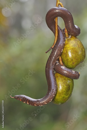 A common pipe snake is looking for prey on a branch of an ambarella fruit (Spondias dulcis) tree covered with fruit. This snake whose tail resembles the head has the scientific name Cylindrophis ruffu photo