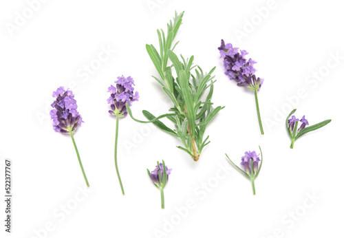 Fototapeta Naklejka Na Ścianę i Meble -  Lavender sprig flowering isolated on white background. Aromatic evergreen shrub. selective focus