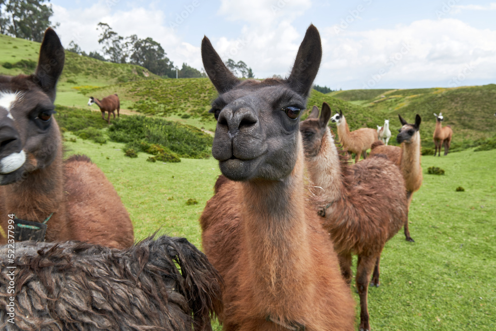 Fototapeta premium Group of llamas in the mountains