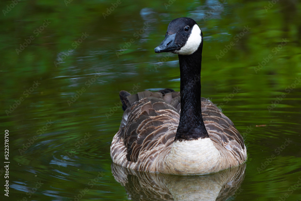Canada Goose Closeup Portrait Swimming In A Pond With its Reflection In Water Blended With Green Reflection Of Trees Blurred With Water Ripples Canada Goose Closeup Portrait Swimming In A Pond With its Reflection In Water Blended With Green Reflection Of Trees Blurred With Water Ripples