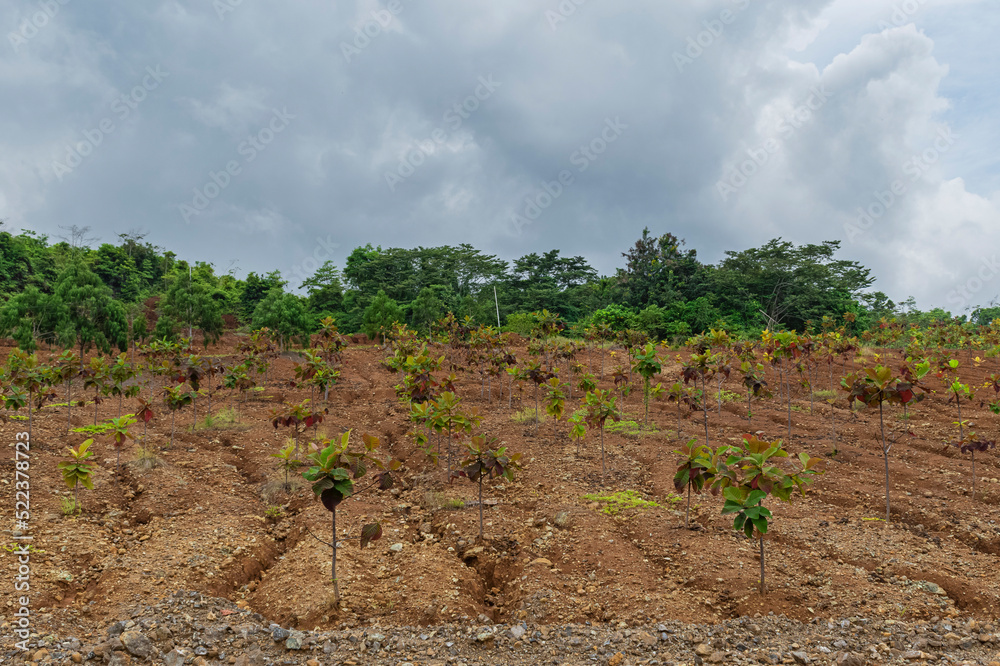 reforestation growing tree on brown soil ground