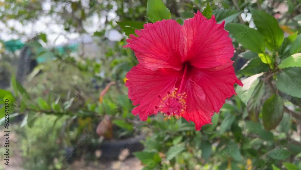 red hibiscus flower in nature garden red hibiscus flower in nature garden