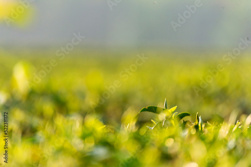 Green tea tree leaves camellia sinensis in organic farm sunlight. Fresh young tender bud herbal farm on summer morning. Sunlight Green tea tree plant. Close up Tree tea plant green nature in morning