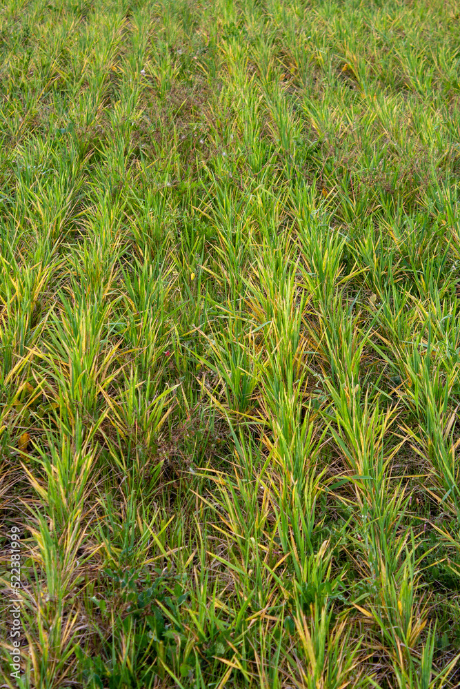 Fallow is a field resting after sowing. Selective focus. Fallow is a field resting after sowing. Selective focus.