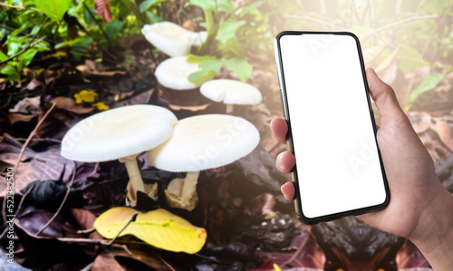 White screen of mobile phone in hand with blurred tropical mushroom background, concept for using technology to study species diversity and area of wild mushrooms in tropical forests. photo