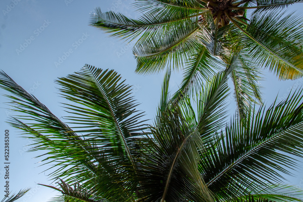 Coconut trees seen from below on a blue cloud background