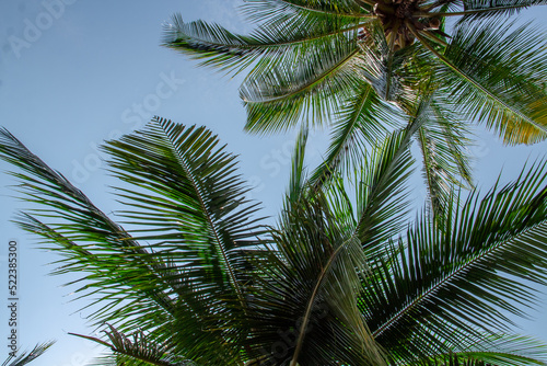 Coconut trees seen from below on a blue cloud background