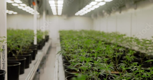 large cannabis warehouse