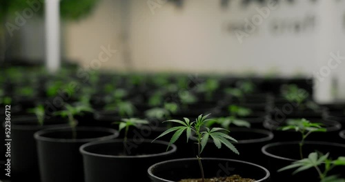 young cannabis plants