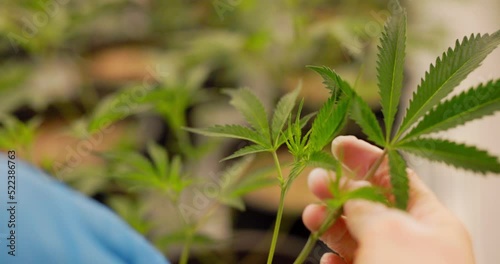 quality checking a young cannabis plant