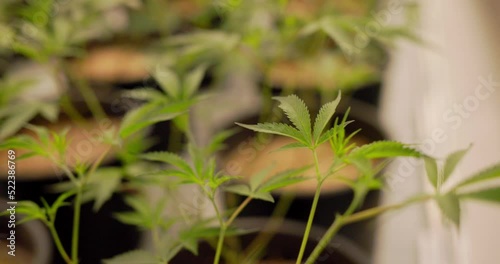 handling a young cannabis plant