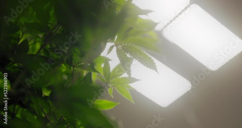 4k close up of cannabis plant under growing lights 