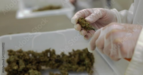 slow motion 4k hand trimming cannabis buds at medical grow facility