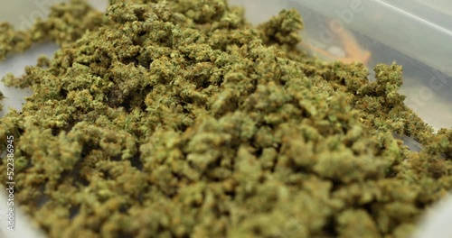 huge pile of cannabis buds ready for smoking