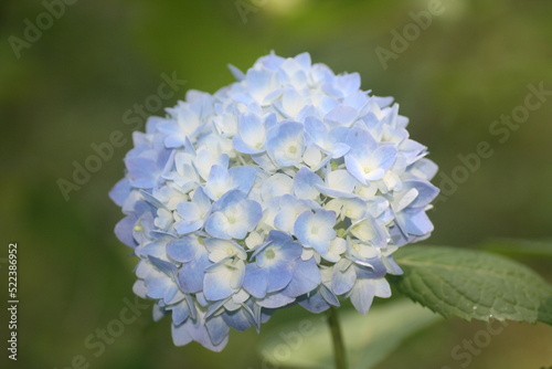 blue hydrangea flower