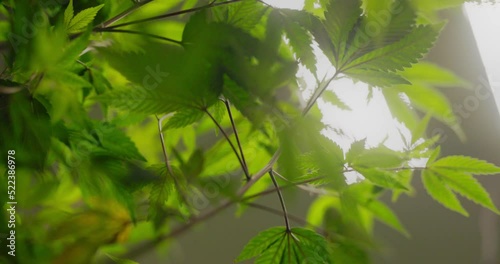 slow motion 4k backlit cannabis plant leaves in industrial grow facility