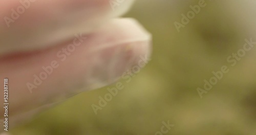 person handling cannabis 