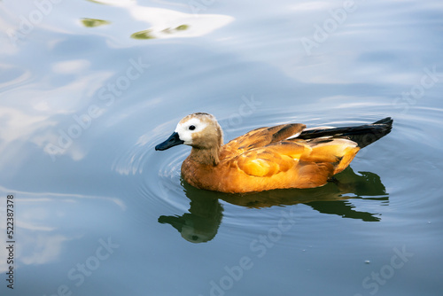 China's Ruddy Shelduck