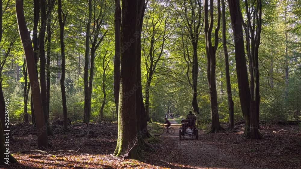 Carriage with horse rides through a dark autumn forest, a cyclist crosses his path, in the background some hikers. None is regognizable! Carriage with horse rides through a dark autumn forest, a cyclist crosses his path, in the background some hikers. None is regognizable!