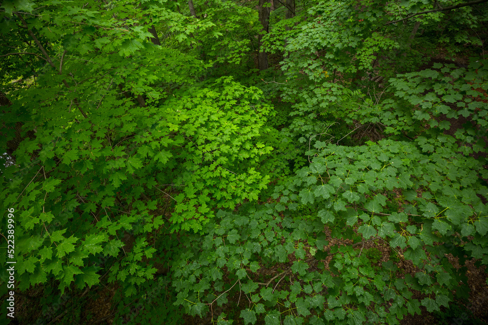 Oka National Park Quebec Canada Oka National Park Quebec Canada