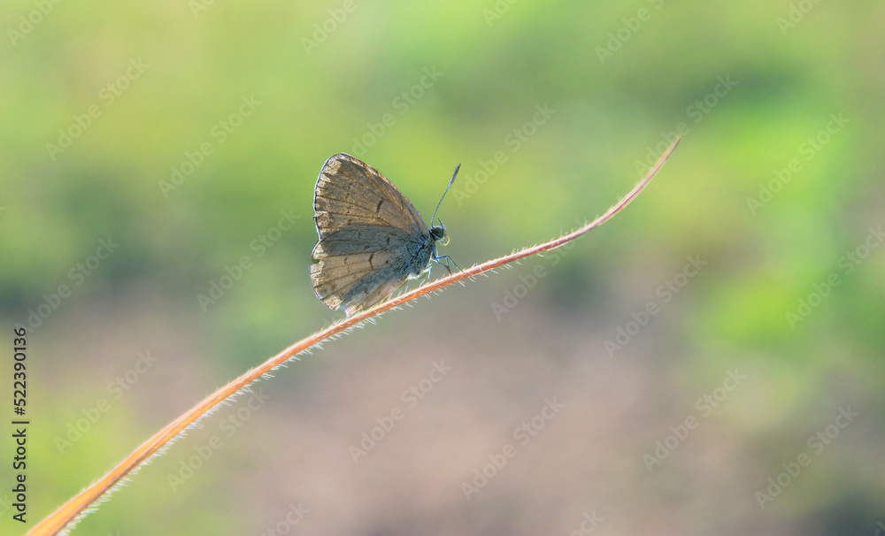 Obraz premium butterfly perched on the grass leaf
