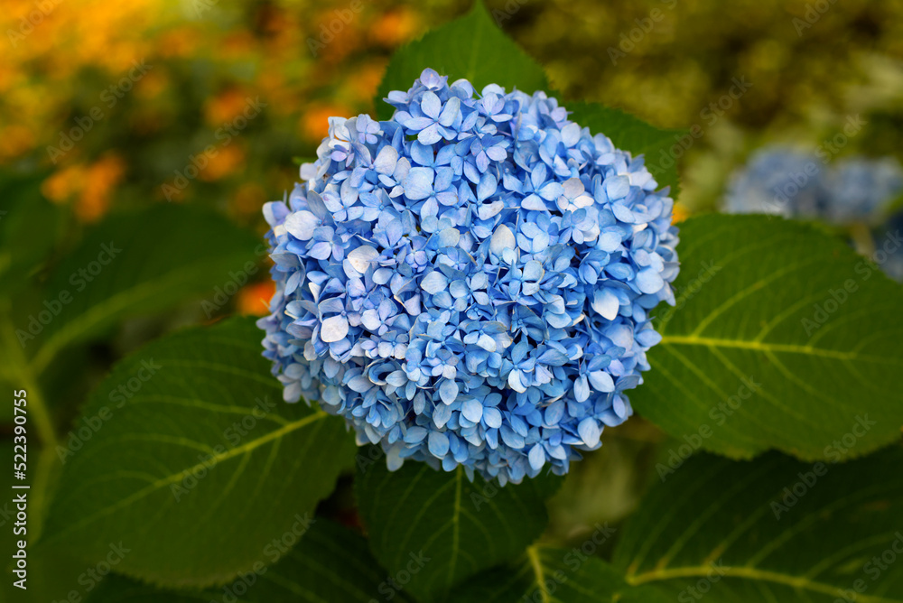 A close up of a blue hydrangea flower. A close up of a blue hydrangea flower.