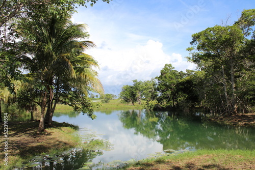 river in the jungle