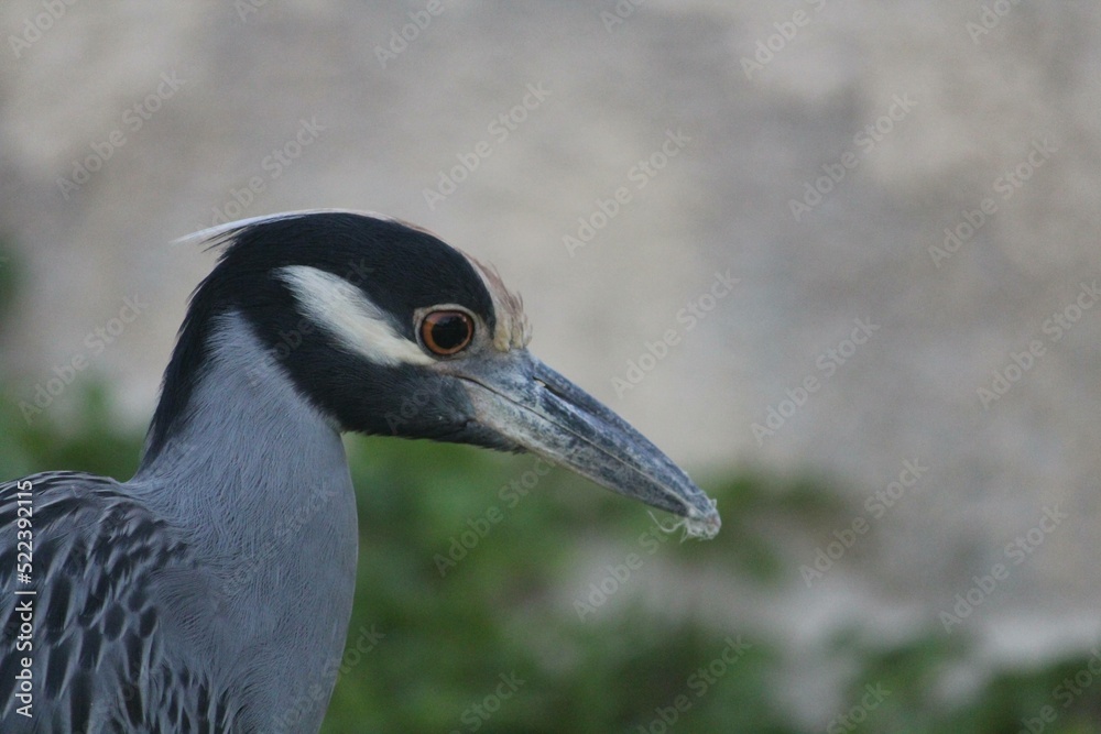 Fototapeta premium grey crowned crane