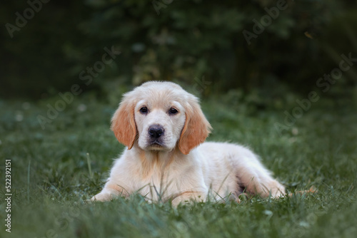 golden retriever puppy in summer. Young Pretty Golden Retriever Puppy Laying in Sun on Grass. 6 Week old Golden Retriever puppy