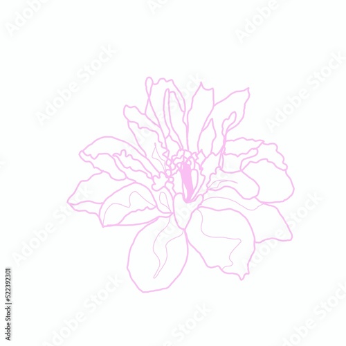 pink carnation flower