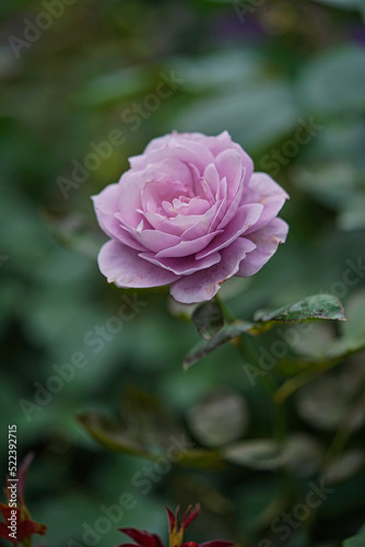 薄紫色のバラ一輪 © Garden3