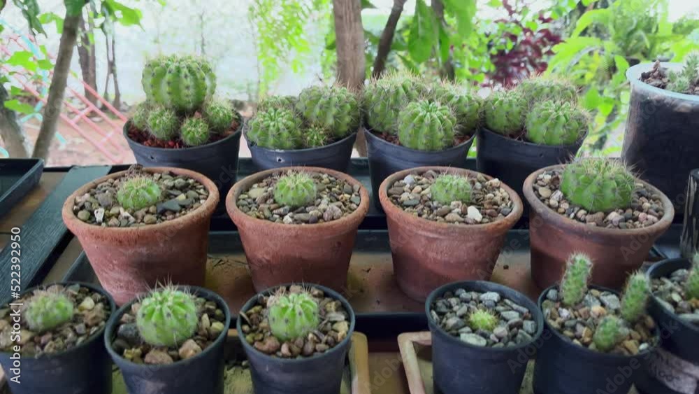 4k tilt up cactus in a pot . 4k tilt up cactus in a pot .